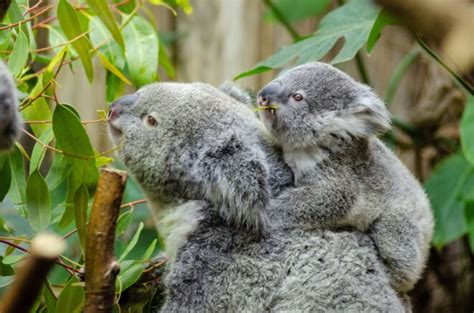 Koalas Declared Functionally Extinct