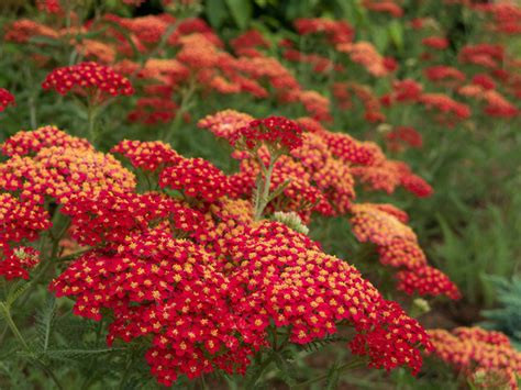 Top 12 Summer Blooming Perennials For Deer Resistant Drama Summer