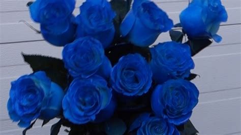 Dark Blue Rose Bushes For Sale Nagle Dziecko