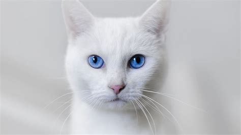 White Cat Blue Eyes Hd Wallpaper Pxfuel