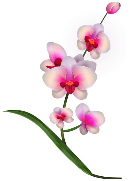 Orchid Clipart Clip Art Library