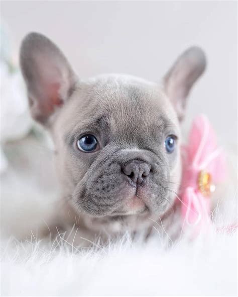 Blue Eyes Fionathefrenchbulldog 💖 Bouledogue Frenchbull