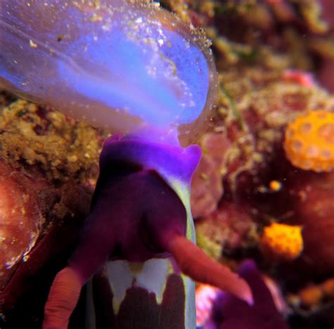 Nudibranch Eating Tunicate 3530 Jasdivr Flickr