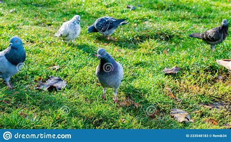 Wild Pigeons In The Park On The Grass Stock Image Image Of Feather
