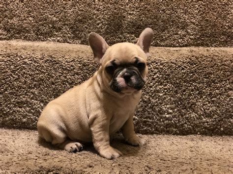 Over the centuries, the dogs were bred for different traits, and various breeds emerged. French Bulldog Puppies For Sale | Chaska, MN #306279