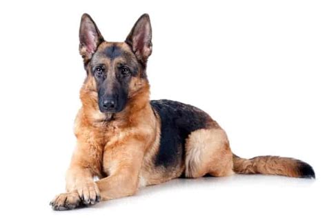Pros And Cons Of German Shepherds Are Gsds The Right Dog Dog