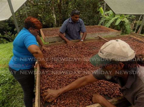 Tt Cocoa Farmers Earn 18 Million In Two Years