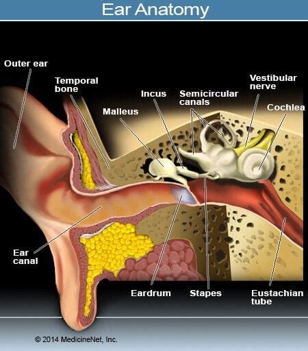 Inner Ear Infection Labyrinthitis Symptoms Causes And Treatment