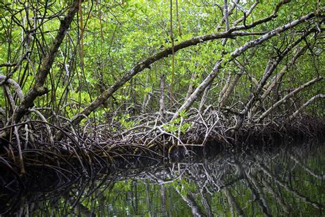 Mangroves And Marshes Key In The Climate Change Battle Iucn