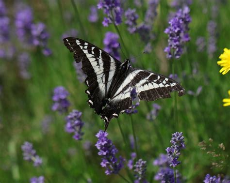 Pale Swallowtail Papilio Eurymedon Garden Bay Bc Canad Flickr