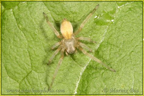 Cheiracanthium Mildei L Koch 1864 Arachnophoto