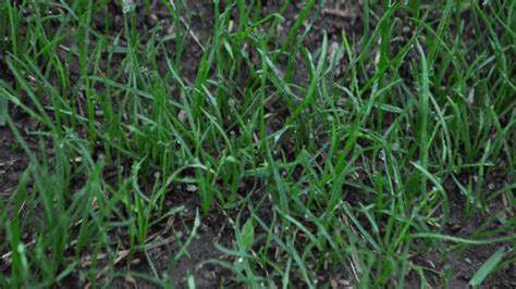 To try to keep them from messing up your grass, wright suggests overseeding and watering any bare patches to encourage grass and vegetation growth, which will make the area less desirable to the wasps for nesting. How to Overseed Your Lawn in the Spring - Grass Pad