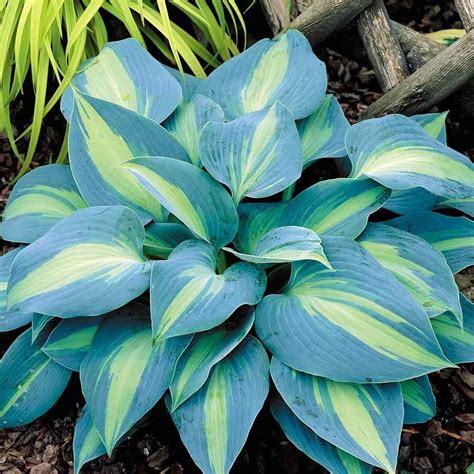 Hosta Touch Of Class J Parkers Ground Cover Plants Plants Hostas