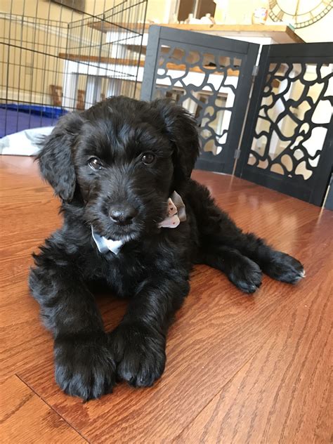 Black Labradoodle Puppy With Bow Tie Hunde