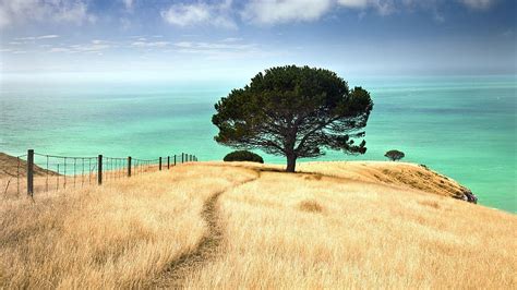 New Zealand New Zealand Spring Hd Wallpaper Pxfuel