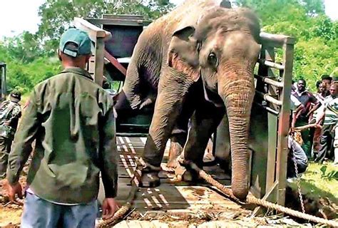 The Evils Of Translocating Wild Elephants Daily Ft