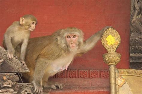 Rhesus Macaque Monkey Mother And Baby On Ancient Shrine Photographic