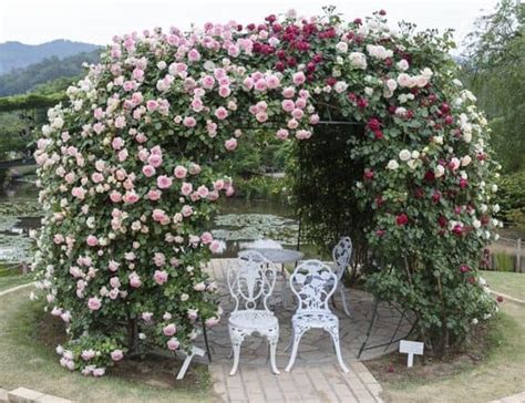 10 Rose Arch Ideas Which Roses Are Best For Archways