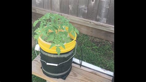 A Quick Look At My Dutch Bucket Hydroponic System Youtube