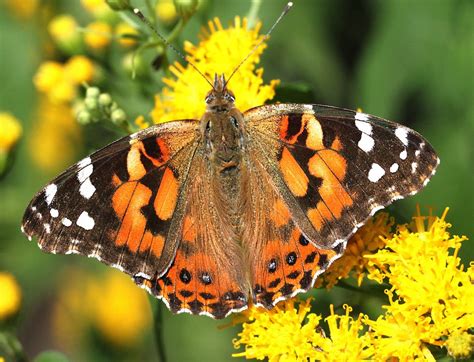 Life Cycle Of A Painted Lady Butterfly