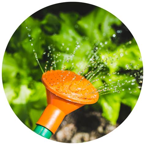 Gardening Basics Wise Watering Kidsgardening
