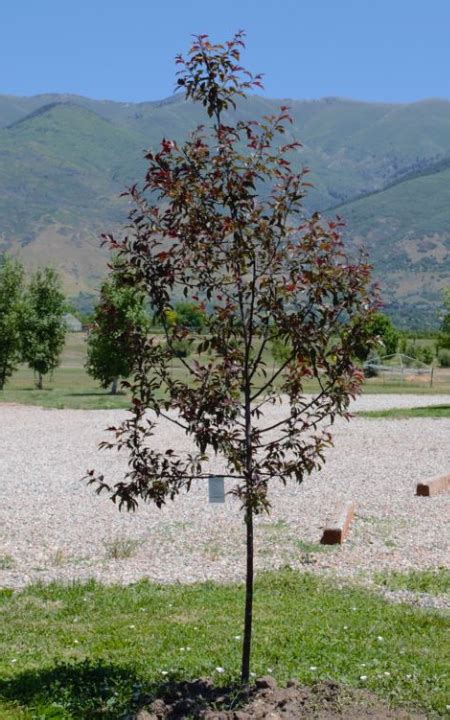 Royal Raindrops Crabapple Usu