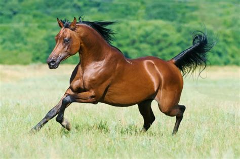 Bay Arabian Horse Runs Gallop — Stock Photo © Vikarus 4295703