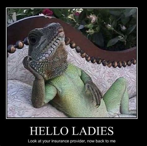 Hello Ladies Funny Lizards Hello Ladies Lizard Meme