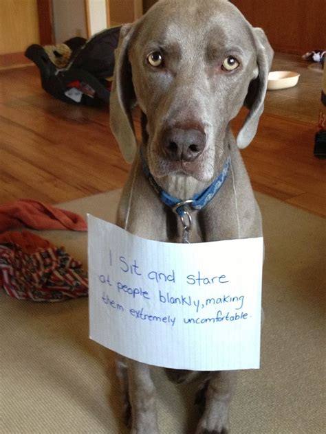 Sharing Funny Dog Shaming 30 Pics Love ~ I Love Funny