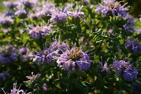 These informative articles include pictures that highlight seasonal native plants. Northwest Arkansas partners work to lift native seeds supply