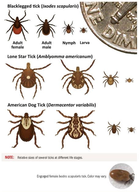 Ticks Of South Carolina Nature Blog Network