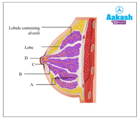 Mammary Glands Function Development Types And Structure Of Breast Aesl