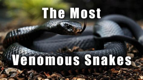 Most Venomous Snakes Top 10 And Top 100