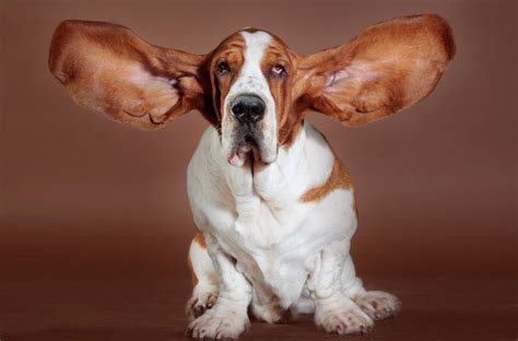 How To Prevent Ear Infections In Dogs The Dog Nest