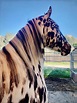 Beautiful horses - Leopard Appaloosa | Horses, Beautiful horses ...