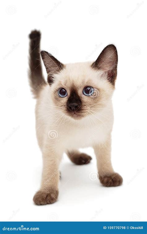 Small Siamese Kitten Stock Photo Image Of Isolated 159770798