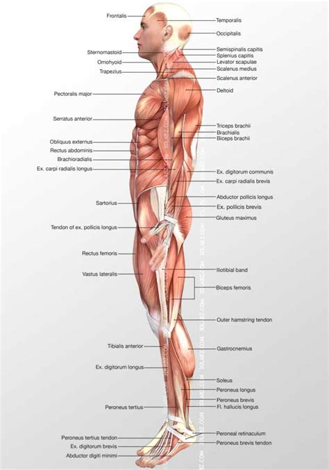 Rectus abdominis is located more deeply. Muscle 3D Illustrations|human body illustrations