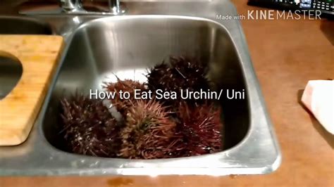 How To Eat Sea Urchin Uni Youtube
