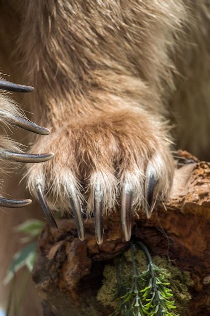 Pata De Oso Pardo Con Garras Afiladas Foto Premium