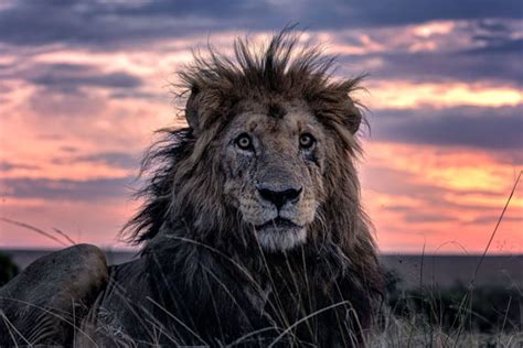 Petapixel Oldest Lion In Kenya Captured In Stunning Photos Clubsnap