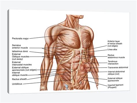 Human muscle system, the muscles of the human body that work the skeletal system, that are under voluntary control, and that are concerned with movement, posture, and balance. Anatomy Of Human Abdominal Muscles Canvas A... | Stocktrek ...