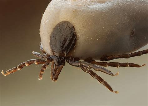 Ticks And Lyme Disease What You Need To Know Scottish Wildlife Trust