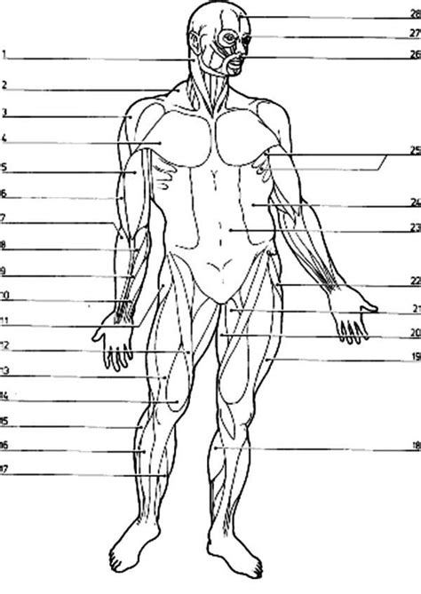 Studying these is an ideal first step before moving onto the view the muscles of the upper and lower extremity in the diagrams below. Blank Muscle Diagram Worksheet Free Muscular System Coloring Pages Download Free Clip Art in ...