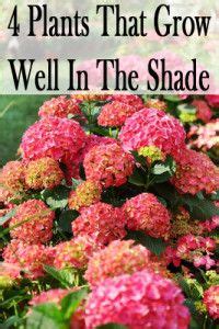 South african flowers that grow in the shade. 100 best images about Shade Plants on Pinterest | Shade ...