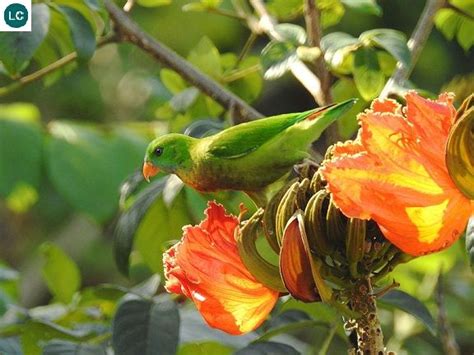 ☎️ Wonderbirdspecies 🍬🍬 Vernal Hanging Parrot