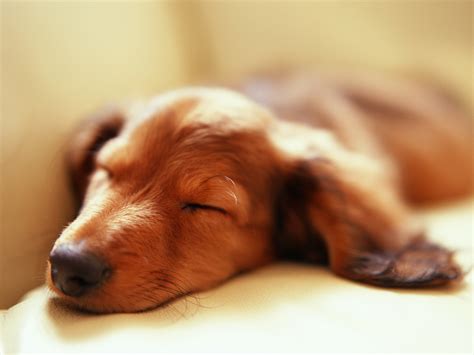 Dachshund Asleep After A Walk Wallpapers And Images Wallpapers