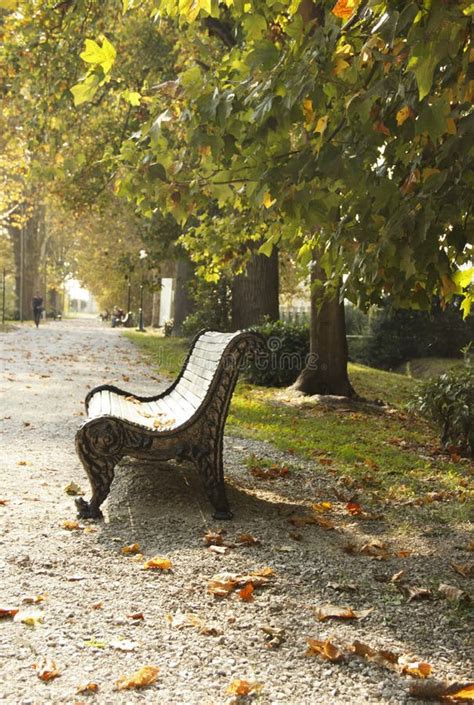 Empty Bench In Autumn Park On Fall Leaves Background Park Bench On