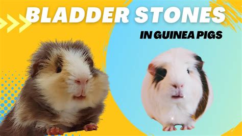 Bladder Stones In Guinea Pigs Everything U Need To Know Youtube
