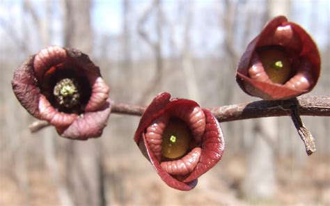 Springfield Plateau Pawpaw Flowers