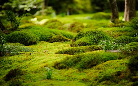 Moss Wallpapernaturenatural Landscapevegetationgreennon Vascular